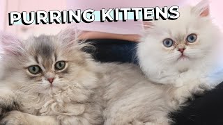 British Longhair Kittens Purring 😍 Relaxing ASMR | The best natural medicine for the heart &amp; soul.💘