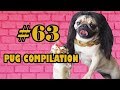 Pug compilation 63  funny dogs but only pugs  instapugs