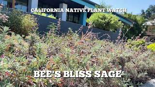 🌿 Meet Bee’s Bliss 🌿 A beautiful California native ground cover screenshot 1