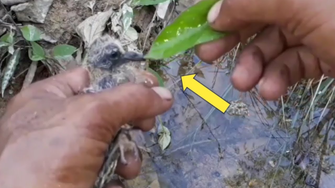 caring for a baby bird that fell from the nest.bird eps 250 - YouTube