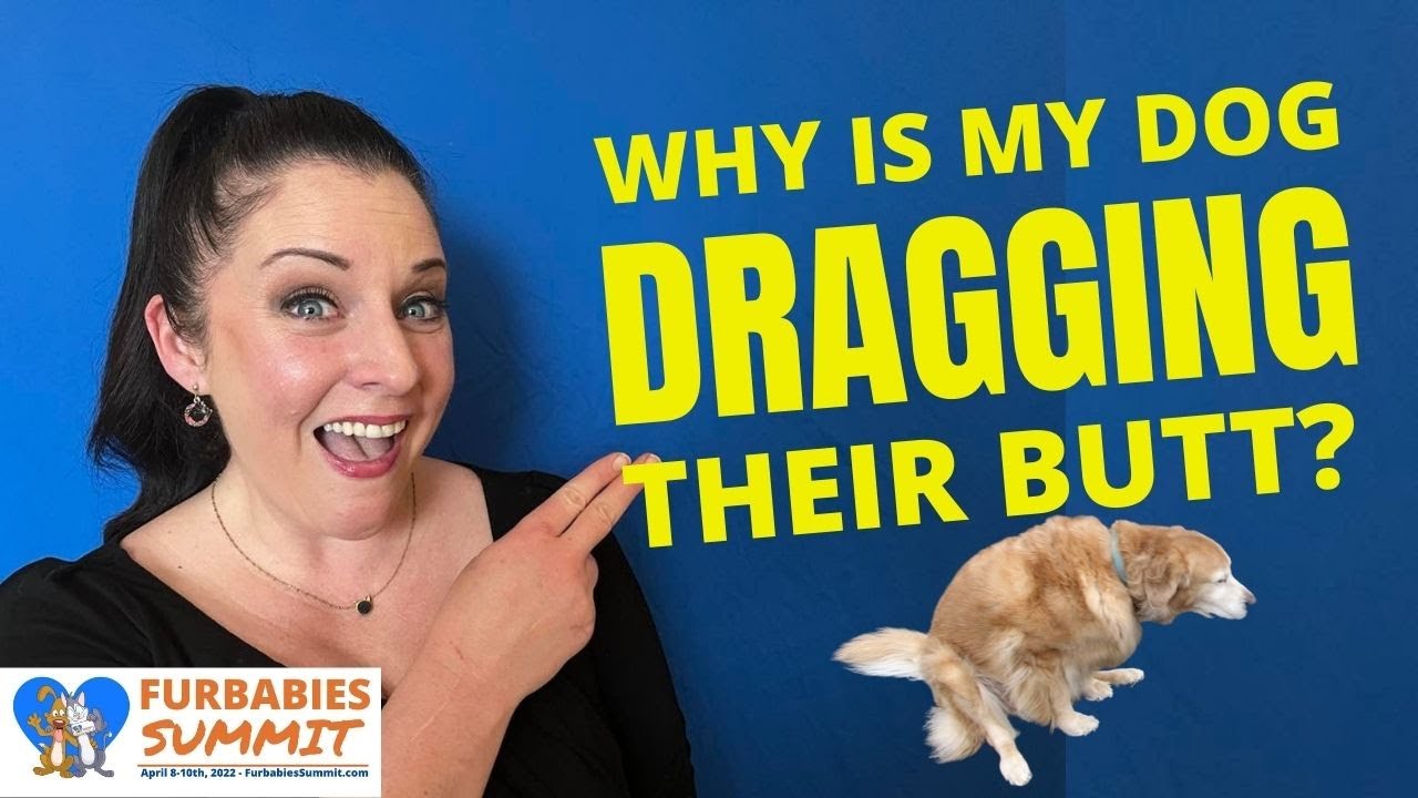 why-is-my-dog-dragging-their-butt-youtube