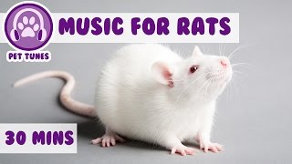 Download Lagu Music for Rats, Calm Your Rats, How To Make Rats Sleep, How to Calm Down Rats MP3 Download Lagu Music for Rats, Calm Your Rats, How To Make Rats Sleep, How to Calm Down Rats MP3