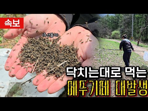 ※<strong>서울근교</strong> 현상황!! 믿기지 않지만 한국입니다. 쓸어담아도 안될만큼 미친듯이 나옵니다