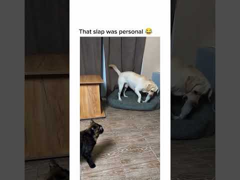 CAT slaps DOG making annoying sound silly! #funnycatvideos #funnycats #funnydogs #funnymoments