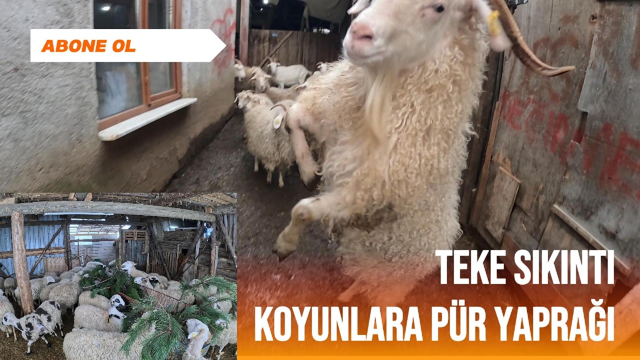 Koyunlara pür yaprağı/ Teke büyük sıkıntı/Civcivler çıkıyor/ kışın doğal beslenme
