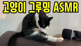 4k video cat self grooming asmr | 고양이 그루밍 ASMR