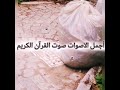 القارئ محمد الحيدان تلاوه خاشعة من القرآن الكريم بصوت جميل سورة آل عمران #راحة_نفسية #🌹 #تصويري