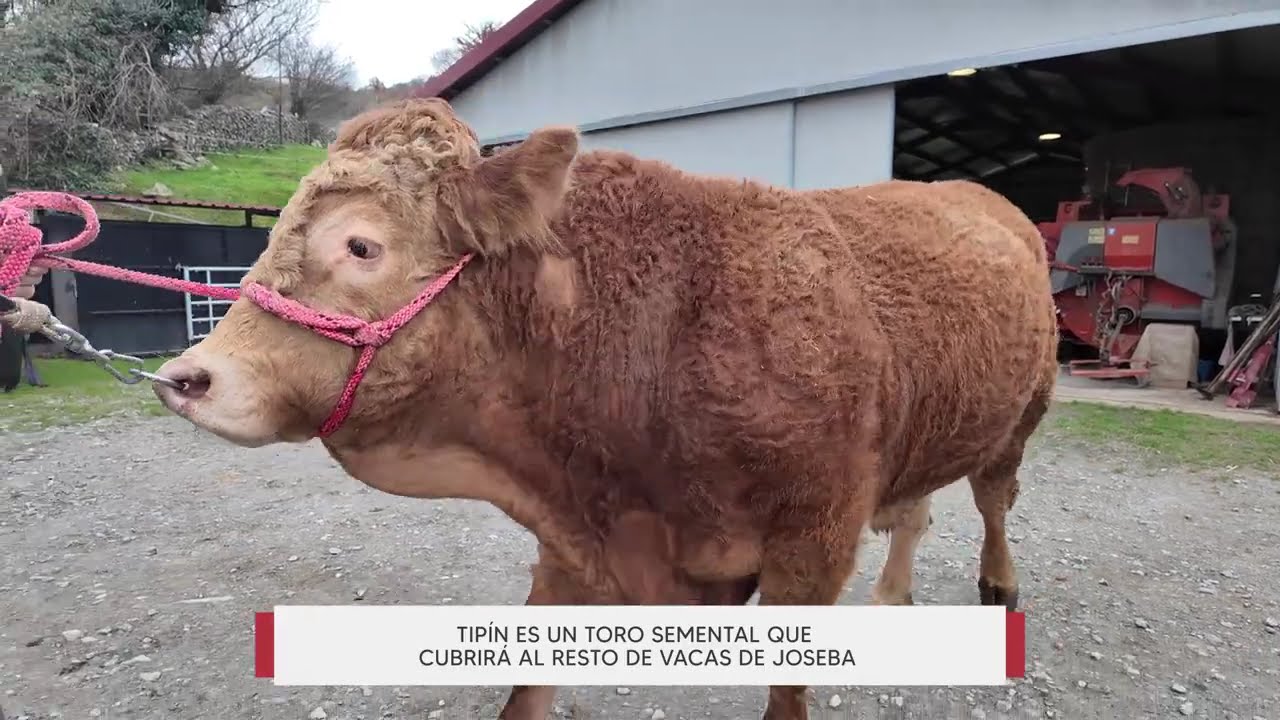 NAVARRA HOY: Tipín, el toro semental que vive en Arantza a papo de rey #navarra