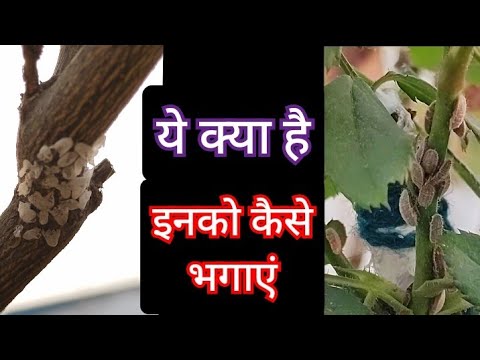 वीडियो: नीली धारियों को कैसे हटाएं