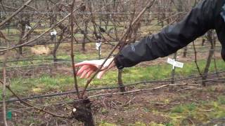 Cane Pruning Grapevines.mp4