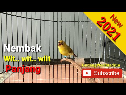 Masteran Pleci Tembakan Wit Wit Wit - Cerrr Cerrr Kualitas Suara Jernih