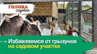 Голова садовая - Избавляемся от грызунов на садовом участке