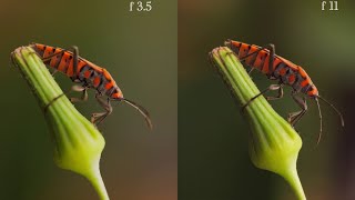 How to Master Macro Videography | Laowa Macro Master Class