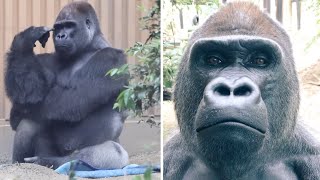 Gorilla⭐️ Momotaro didn't want to get his butt dirty so he snatched his son's blanket.【Momotaro】