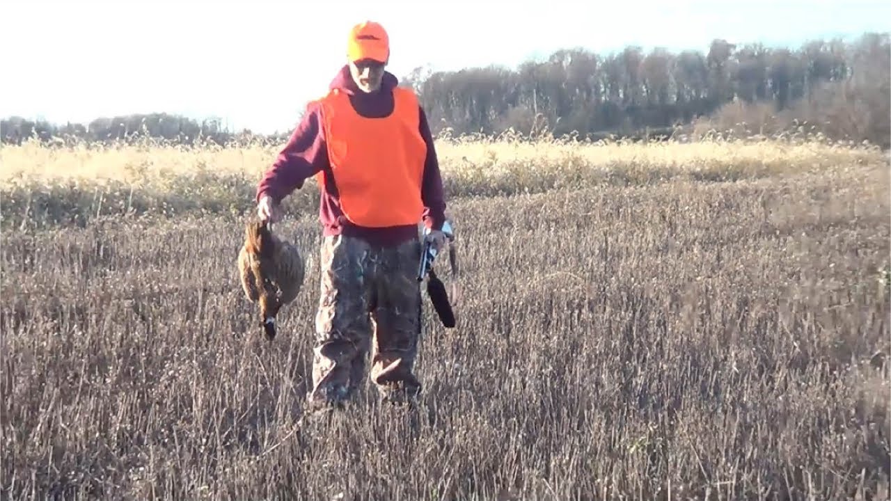 Pheasant Hunting Pennsylvania YouTube
