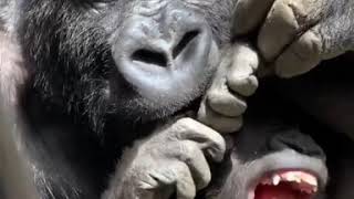 【京都市動物園 ニシゴリラ】ゲンタロウとキンタロウ、兄弟の遊び