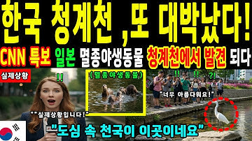 한국 청계천 또 난리! 일본에서 멸종된 백로,  멸종 위기에 처한 동물 등장에 충격. CNN 다큐멘터리 시청률 1위 기록달성.