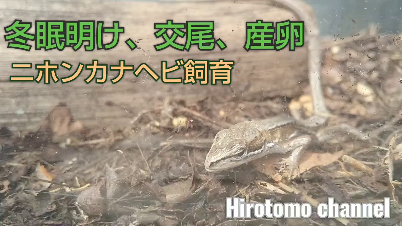 テラリウム ニホンカナヘビ 冬眠飼育セット Japanese Lizard Hibernation Youtube テラリウム ニホンカナヘビ 冬眠飼育セット Japanese Lizard Hibernation Youtube