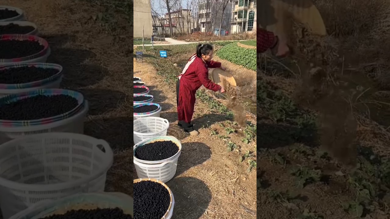 Amazing delicious dried mulberries harvest from Farm by Rural Farmer 