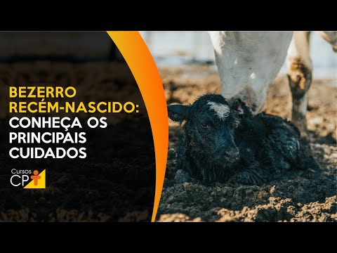 Não perca seus bezerros neonatos para a morte. Saiba como evitar 