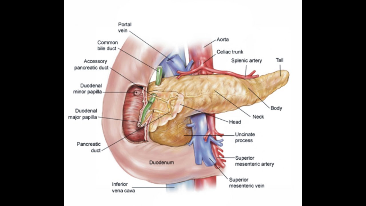 Gambar organ manusia dan nama-namanya