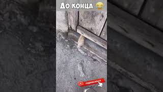 Смешные моменты🤣🤣Неудачные моменты🤣🤣#юмор #смех #fun #jokes #приколы