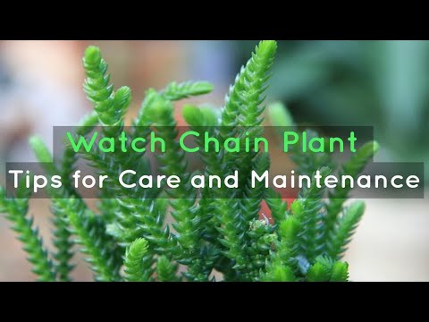 วีดีโอ: Watch Chain Succulent Care – วิธีปลูก Watch Chain Plant