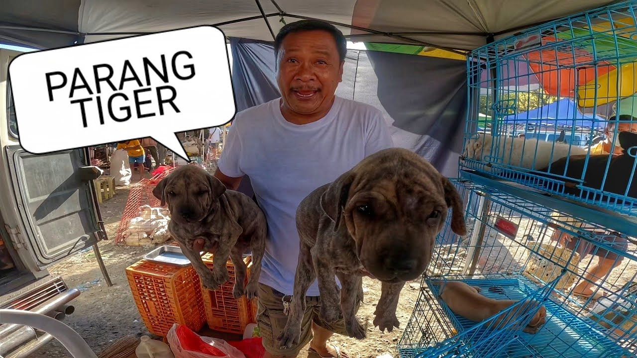 EKSENA SA BOCAUE JANUARY 30, 2026 | PET TIANGGE