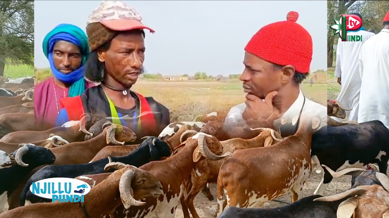 Demba Hamadi Samba Ba, le berger de Mbaanane dans NJULLU PIINDI