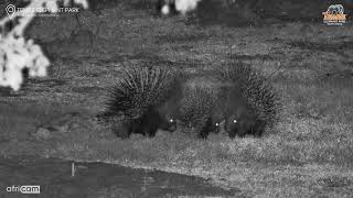 Porcupines Protect Baby From Lion