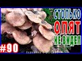 90 Художник в ДЕРЕВНЕ пошел в лес за ОПЯТАМИ  Столько грибов я еще не видел
