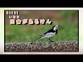 帰らんちゃよか 島津亜矢