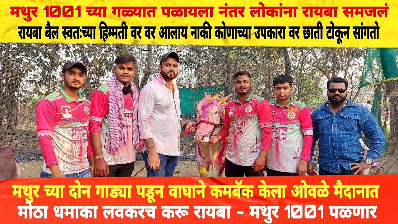 रायबा बैल स्वतःच्या हिम्मतीवर वर आलाय नाकी कोणाच्या उपकारा वर मोठा धमाका लवकरच करू रायबा-मथुर  पळणार