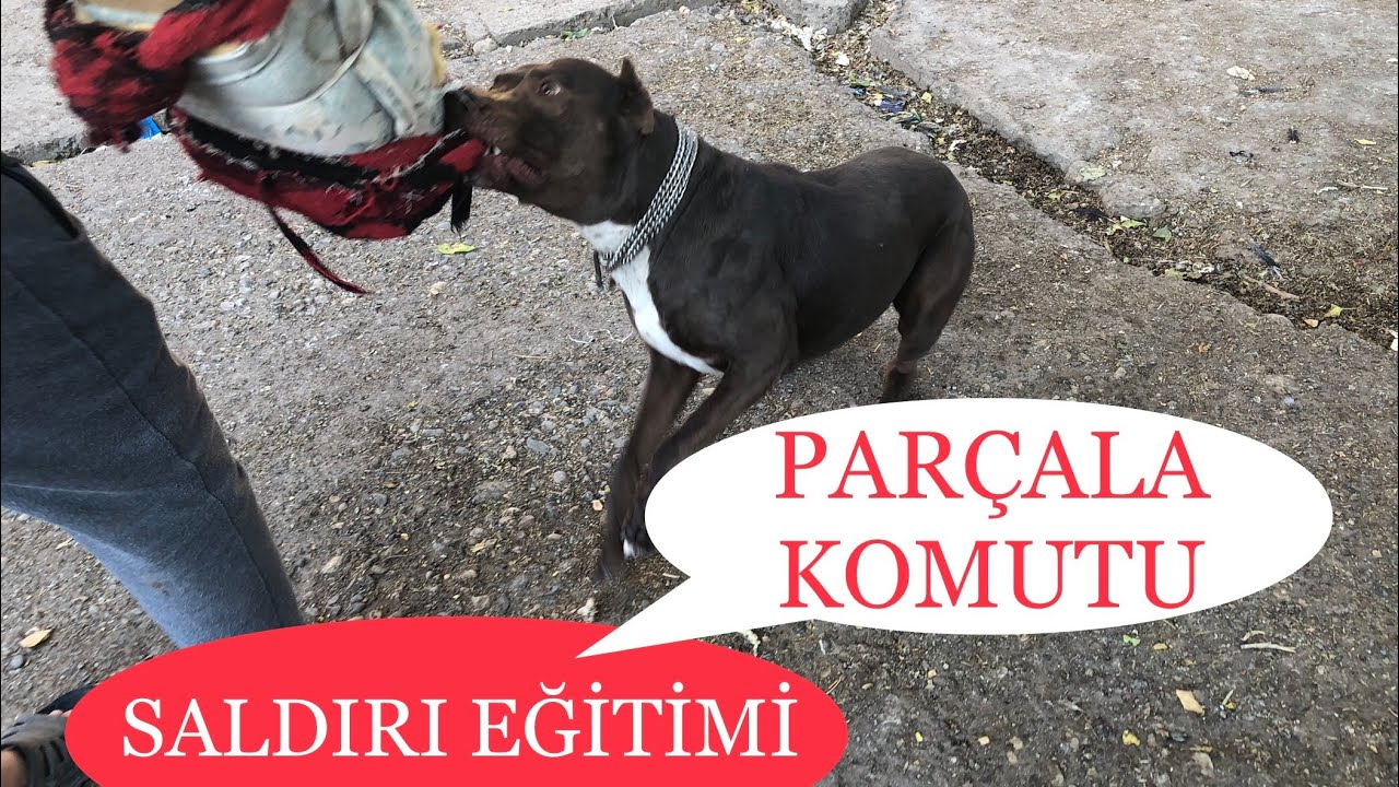 Köpeklerde saldırı ve parçala komutu eğitimi Saldırı ve Parçala Komutu  #köpekeğitimi #saldırıkomutu