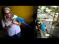 Las guacamayas caraqueñas y sus pichones