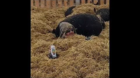 Found him! Carl is checking out our Berkshire pigs...