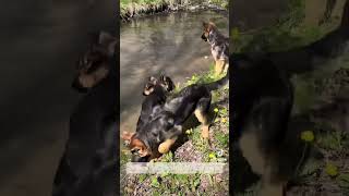 5 German Shepherd Puppies learn to swim  accidental ASMR