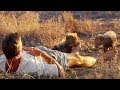 Relation exceptionnelle avec des guépards - ZAPPING SAUVAGE