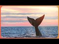 The Most Dangerous Migration On Earth Whale Documentary  Natural Kingdom  Real Wild