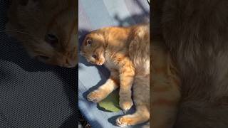 Котик 🐱 шутка 🤪 #юмор #прикольныекоты