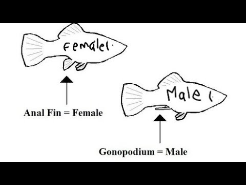 Molies Platy Swordtail Male And Female Difference Youtube