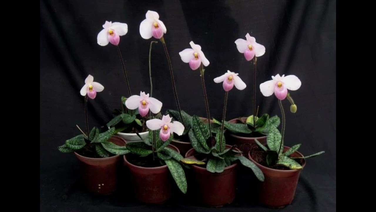 Paphiopedilum delenatii