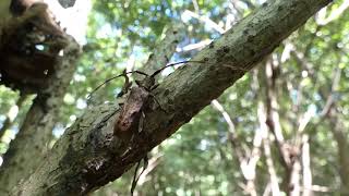 Longhorn Beetle (Uraecha bimaculata) Treeclimbing & Selfgrooming