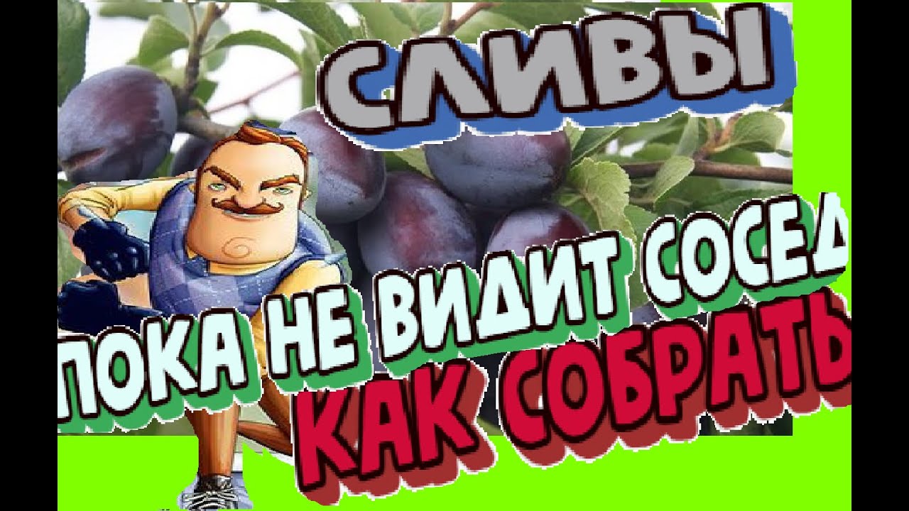 Как собрать сливы на огороде пока не видит сосед . 