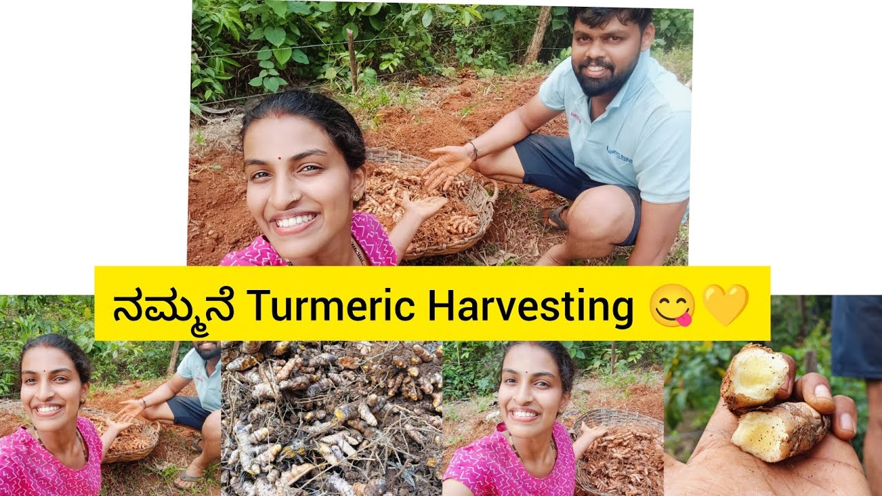 ಈ ವರ್ಷದ ನಮ್ಮನೆಯ ಅರಿಶಿಣ ಬೆಳೆ🫣💛 our garden Turmaric Harvesting 😋❤️