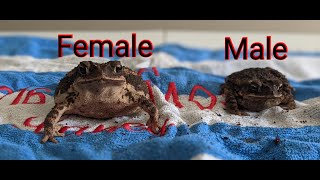 How to tell what gender your Gulf Coast Toad is (sexing). Works for other toads as well.