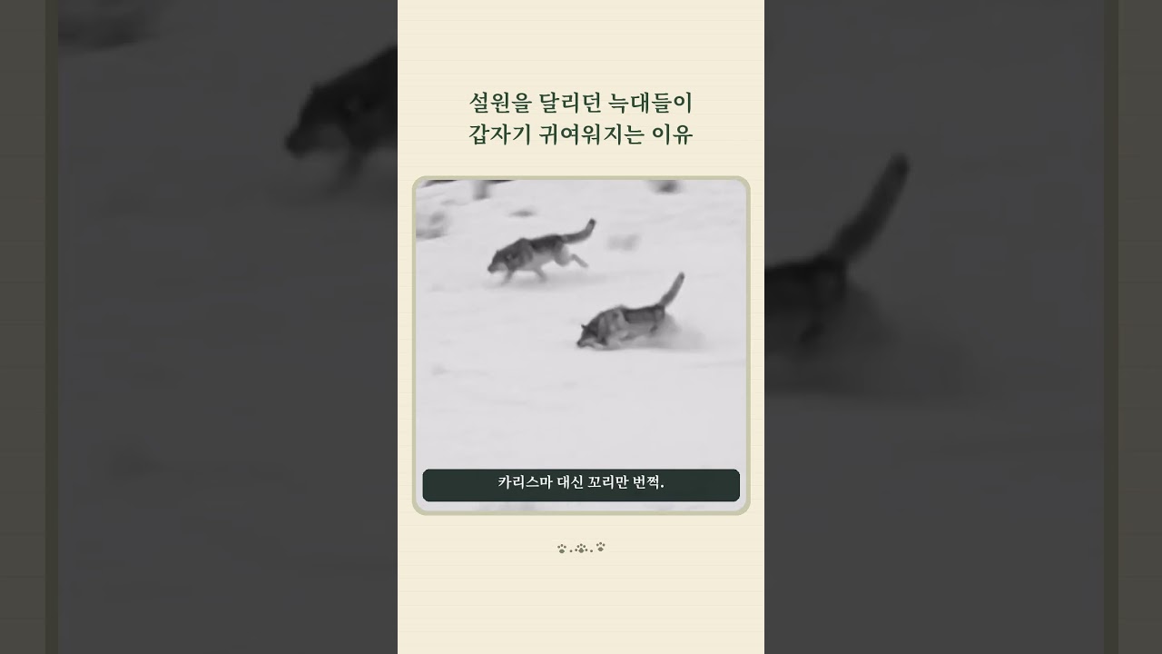 설원을 달리던 늑대들이 갑자기 귀여워지는 이유