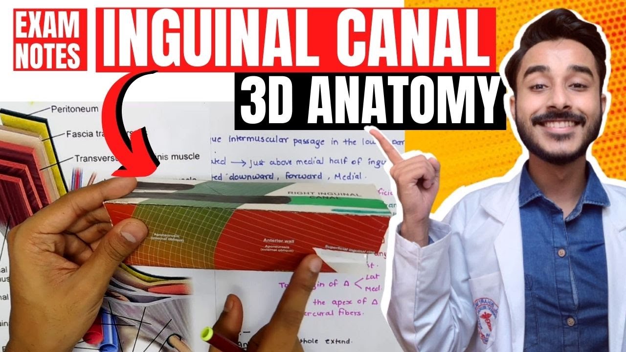 3d tour of inguinal canal