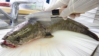 フグより美味い！？巨大ライギョをさばいたら体内構造がすごかった！！！！！