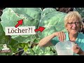 Gelöcherte Gemüseblätter! Effektive Hausmittel gegen Erdflöhe